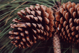 Pinus apulcensis