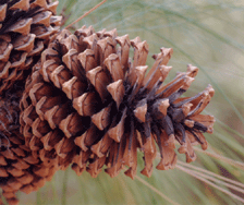 Pinus apulcensis