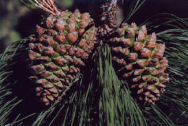 Pinus oaxacana