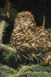 Abies religiosa