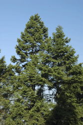 Abies religiosa
