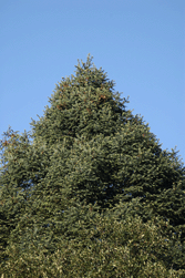 Abies religiosa
