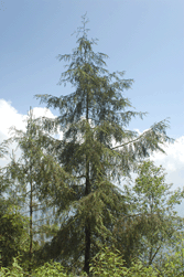 Cupressus benthamii
