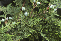 Cupressus benthamii