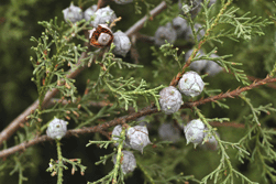 Cupressus lindleyi