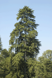 Cupressus lindleyi