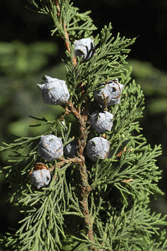 Cupressus lindleyi