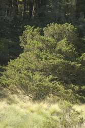 Juniperus monticola