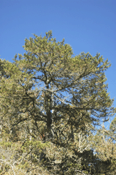 Juniperus monticola