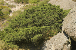 Juniperus monticola