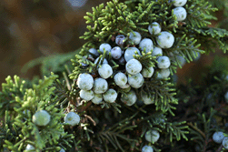 Juniperus monticola