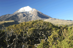 Juniperus monticola orizabensis