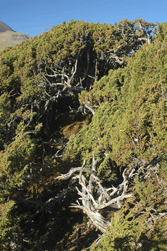 Juniperus monticola orizabensis