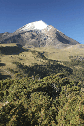 Juniperus monticola orizabensis