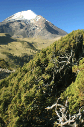 Juniperus monticola orizabensis