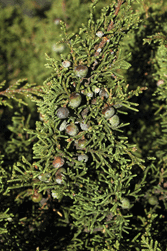 Juniperus monticola orizabensis