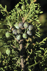 Juniperus monticola orizabensis