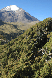 Juniperus monticola orizabensis
