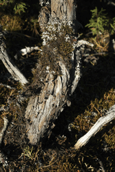 Juniperus monticola orizabensis