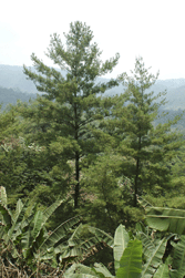 Pinus chiapensis