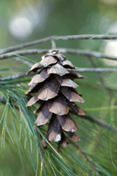 Pinus chiapensis