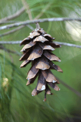 Pinus chiapensis