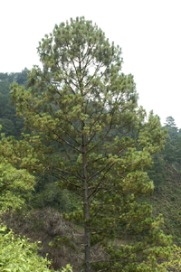 Pinus maximinoi