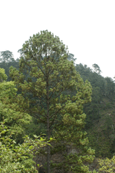 Pinus maximinoi