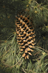 Pinus veitchii