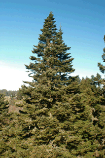 Abies grandis