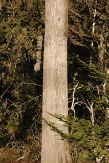 Cupressus pygmaea