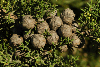 Cupressus pygmaea