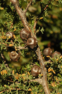 Cupressus pygmaea