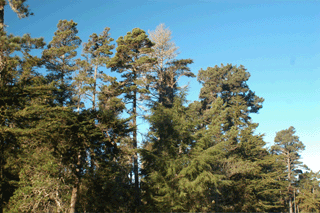 Pinus muricata