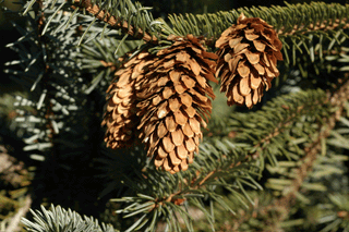 Picea sitchensis