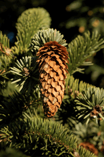 Picea sitchensis