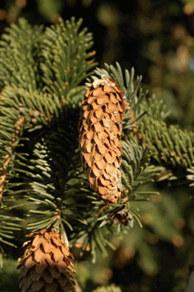 Picea sitchensis