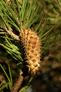 Pinus contorta