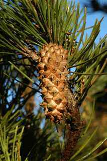 Pinus contorta