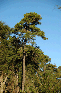 Pinus contorta