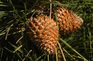 Pinus muricata
