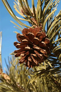 Pinus contorta