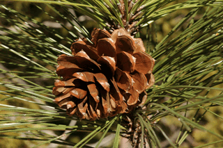 Pinus ponderosa