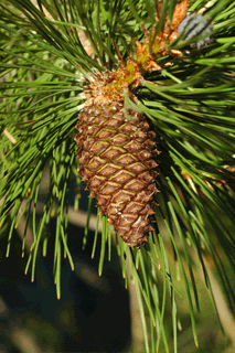 Pinus washoensis