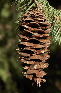 Pseudotsuga macrocarpa