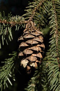 Pseudotsuga species