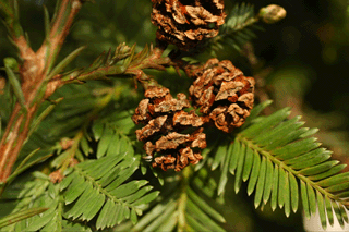 Sequoia sempervirens