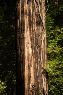 Sequoia sempervirens