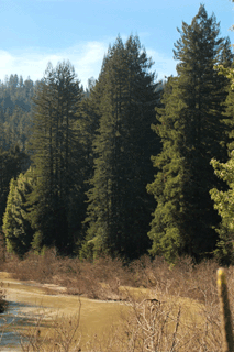 Sequoia sempervirens