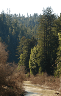 Sequoia sempervirens